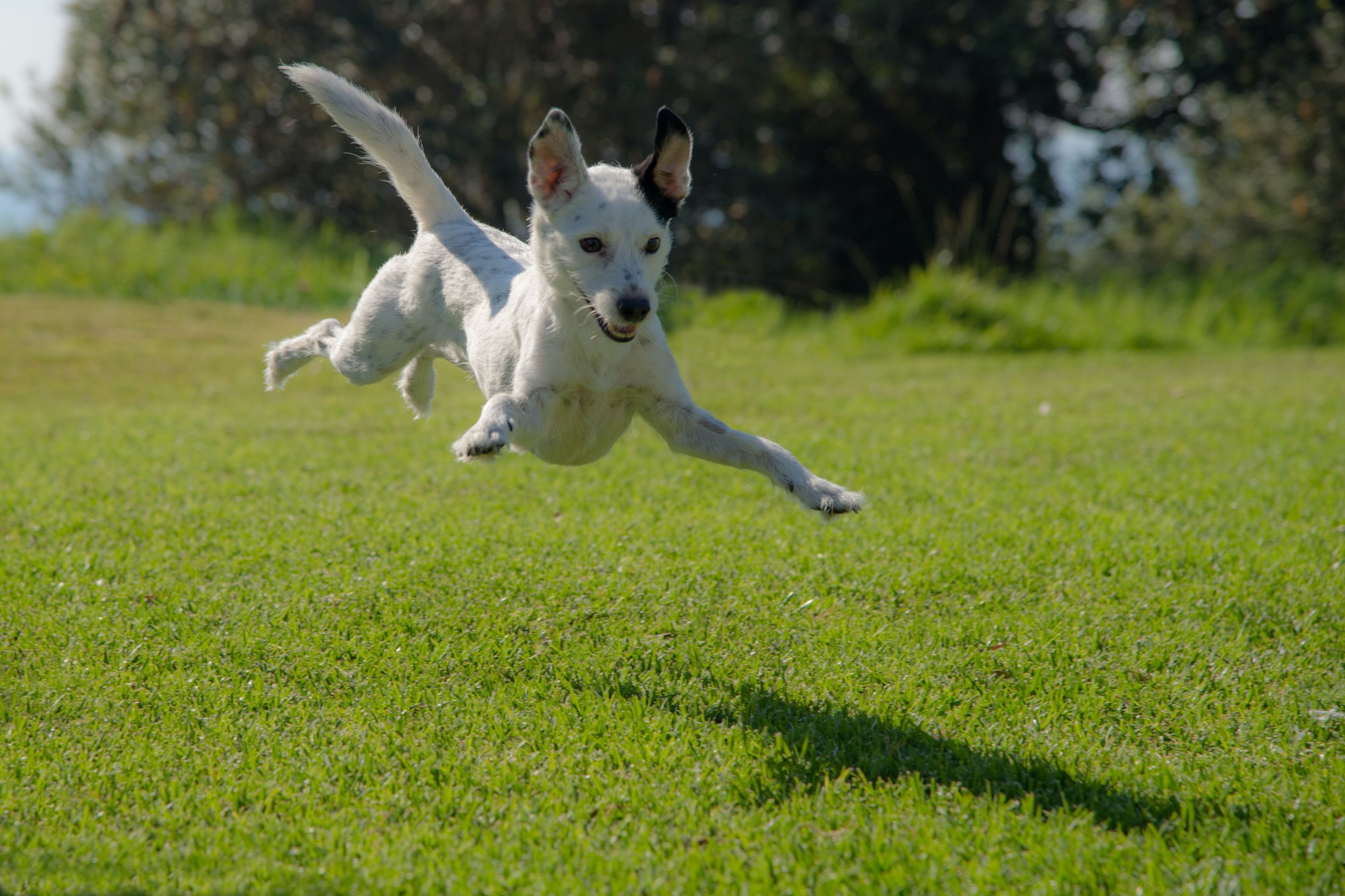 gedragsproblemen honden