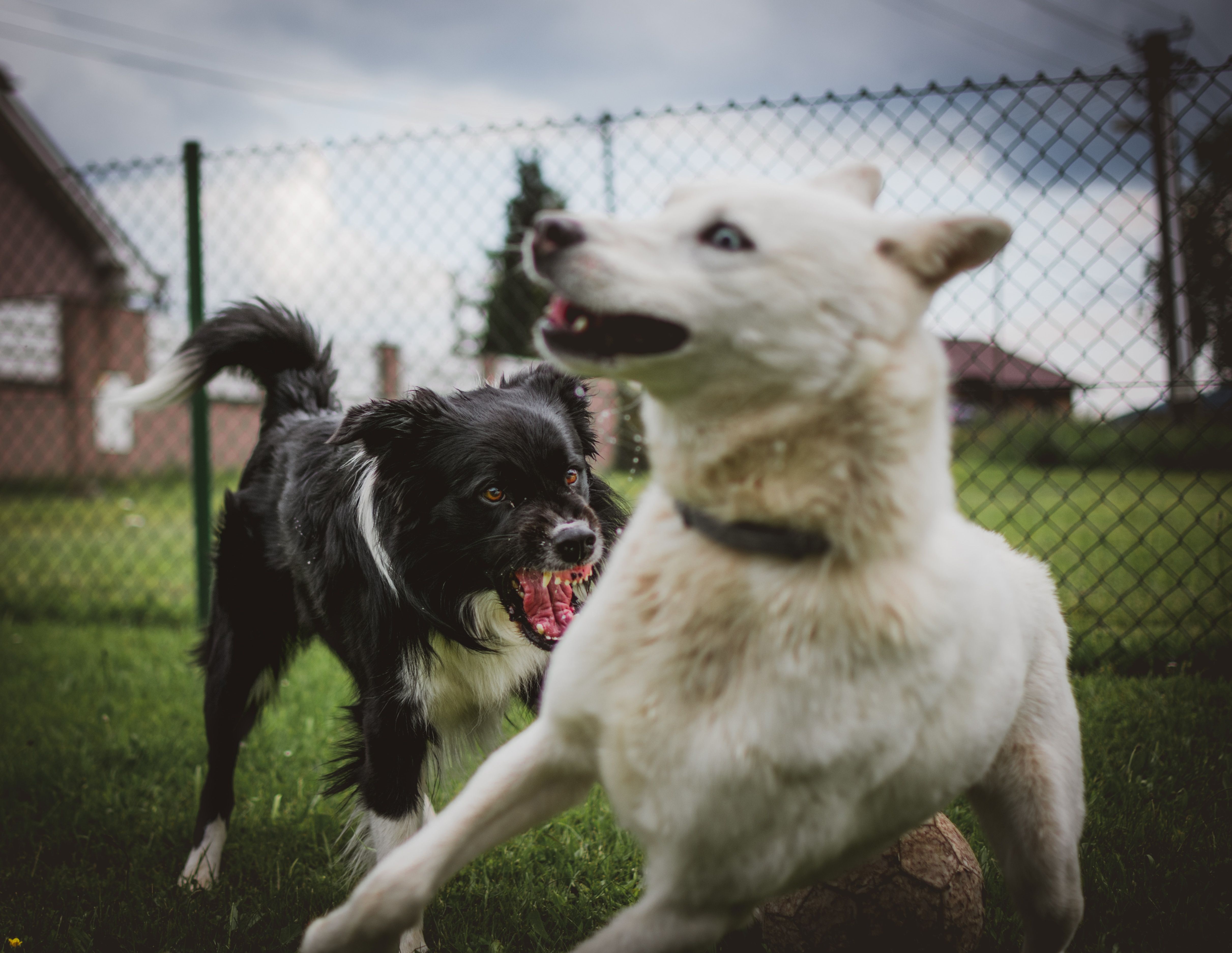 Gedragstherapie - Agressieve hond