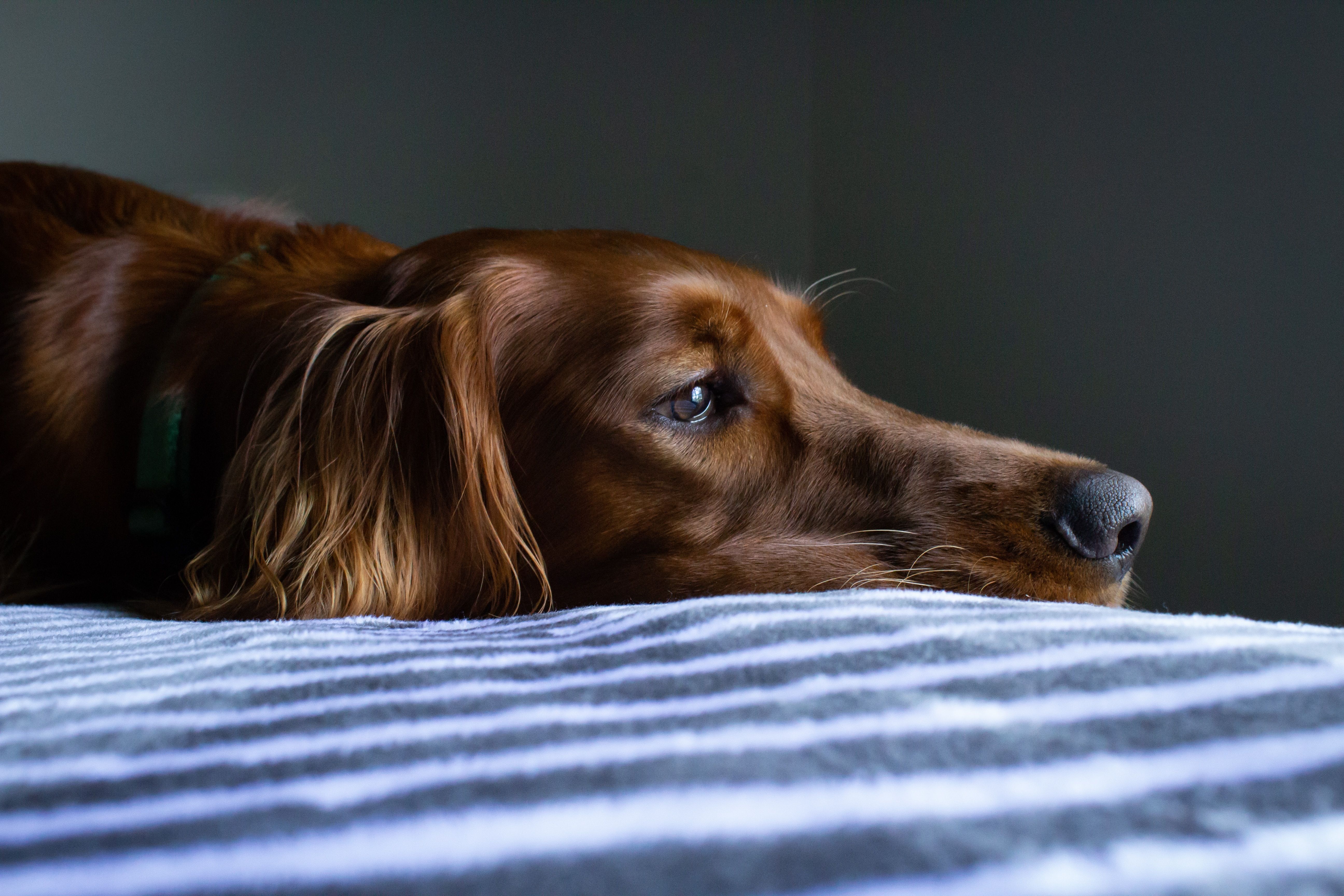 Hond alleen