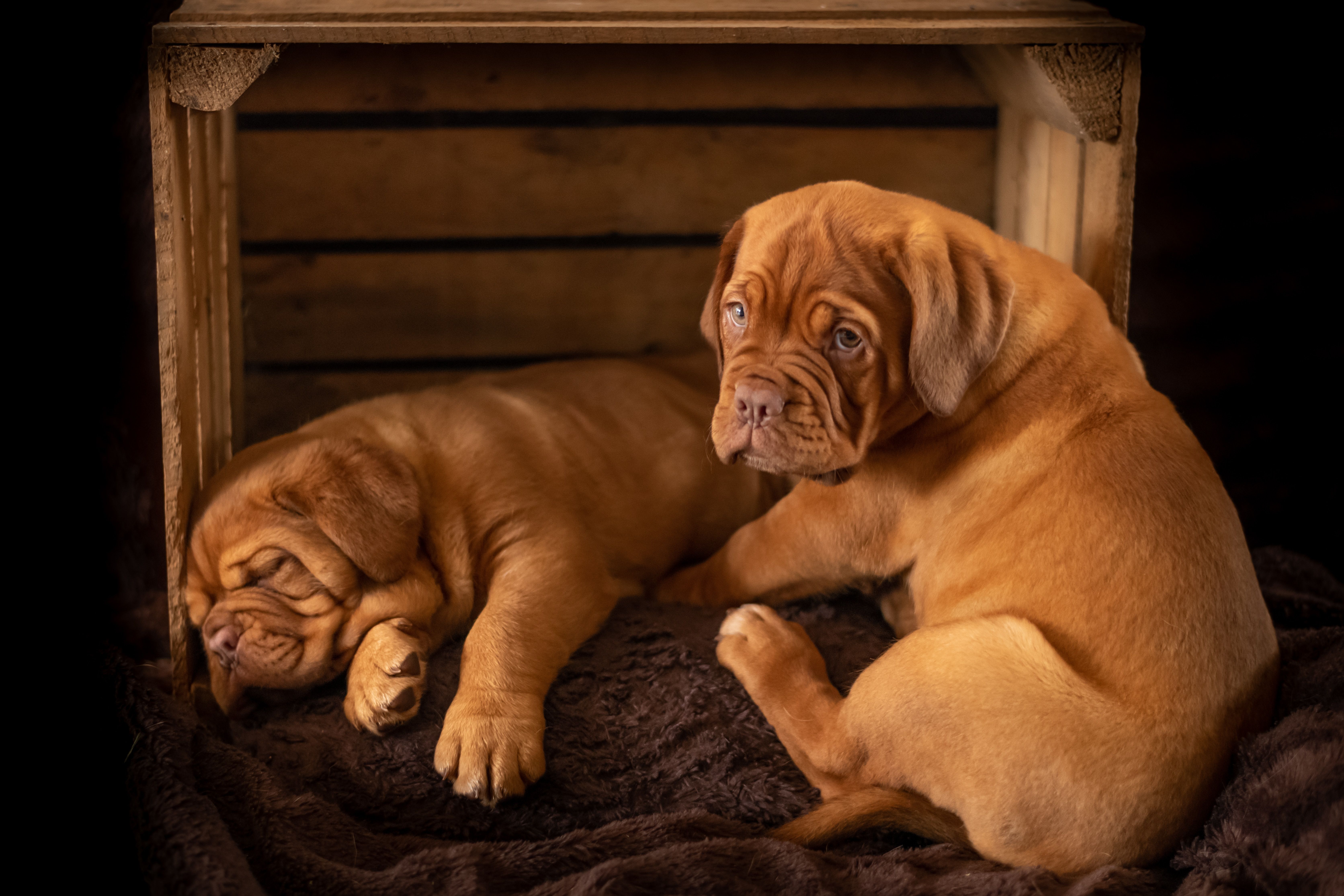 gedragsproblemen honden