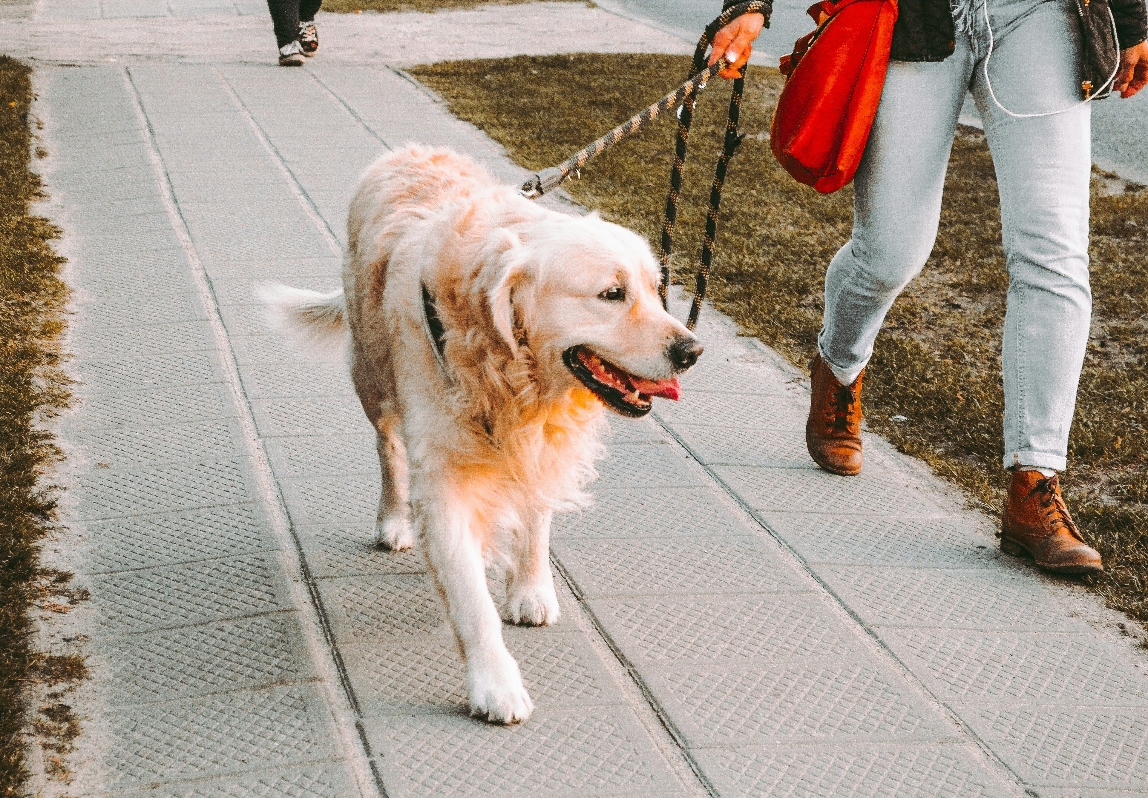Waarom wij absoluut niet werken met de methoden die je misschien kent van populaire trainers zoals Aniek Winters of Cesar Millan