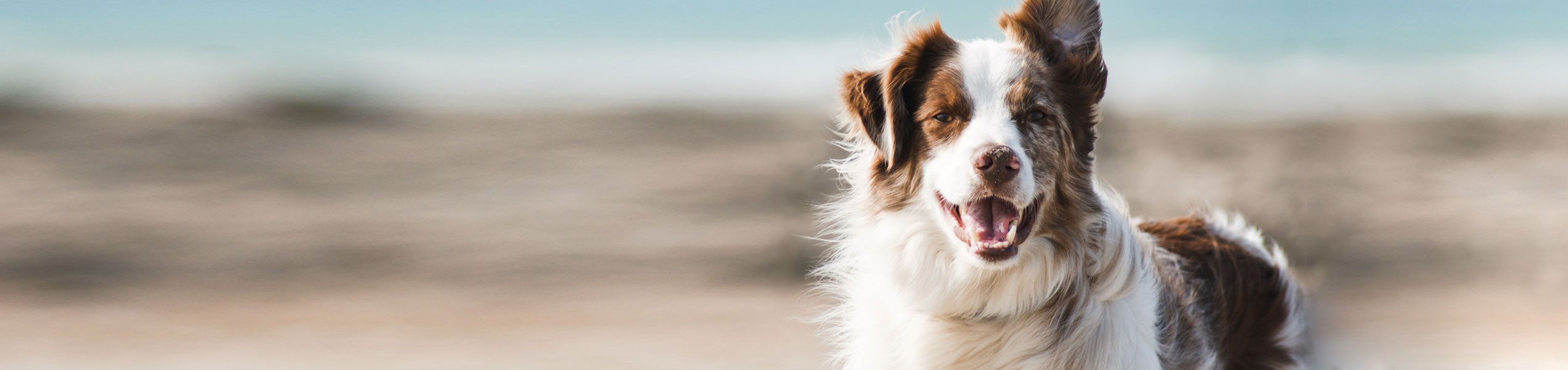 Gedragstherapie voor honden